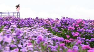   ˸ â ǻ ƽŸ