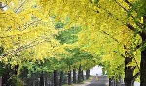 ָ,  ü 帲ĺ   ֵ ''