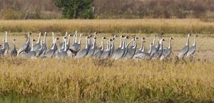 ܿö  ʵϡâ, ֳ ̲ٶ غ