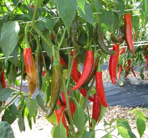 ��ϵ�, ������ ���� �մ� ���� �緡�� ���� ���� �о� ����