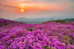 ��õ��, ��2026 ������� �ް����� �ù������ ���� ����