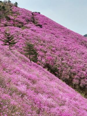 '���� ���� ���޷�'������õ�ֻ��� ����ȫ������ �����