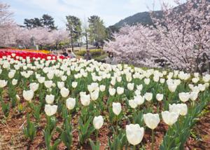 ���� ������ ������ '�������� ƫ������ �����'