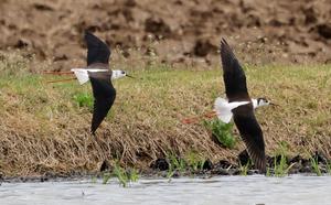 â�� �ֳ������� ���ɴ����� ���� ���� �� ���������� ���� ���ƽý�