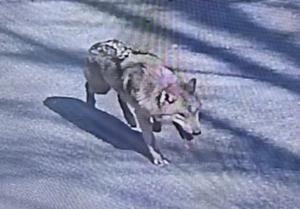 '���� Ż��' ���� ������ ��Ʋ° ���� ���ԡ�������� �� ����