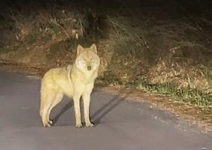 �������� �߰ߵ� '����' ��ȹ ���С������ٽ� ������ ������